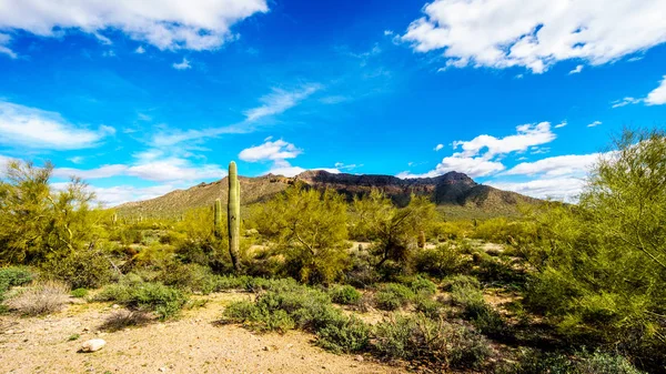 Saguaro, Cholla, Ocotillo and Barrel Cacti in Usery Mountain Regional Park near Phoenix, Arizona — Stock Photo, Image