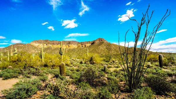 Saguaro, Ocotillo and Barrel Cacti in Windy Cave on Usery Mountain near Phoenix,  Arizona — Stock Photo, Image
