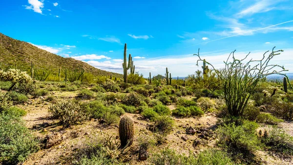 Parque Regional de Usery Mountain el Valle del Sol y la ciudad de Phoenix — Foto de Stock