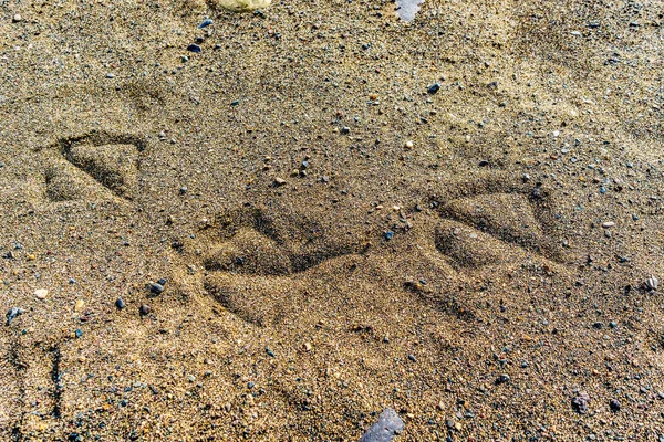 Animal hoof prints in the sand by Thompson River Valley, British Columbia — Stock Photo, Image