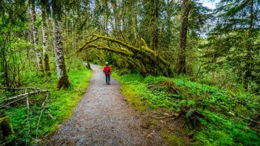 Ilıman yağmur ormanı, Kanak2 Creek bölgesel Par üzerinden hiking kadın