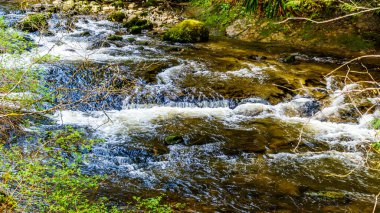 Kayalar, ağaçlar ve kayalar Kanak2 Creek Bölge Parkı hızlı akan Kanak2 dereye somon Habitat
