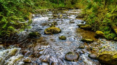 Kayalar, ağaçlar ve kayalar Kanak2 Creek Bölge Parkı hızlı akan Kanak2 dereye somon Habitat