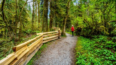 Ilıman yağmur ormanı, Kanak2 Creek bölgesel Par üzerinden hiking kadın