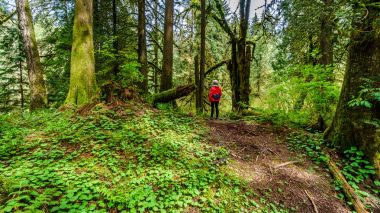 Kadın Kanak2 Creek Bölge Parkı ılıman yağmur ormandan hiking