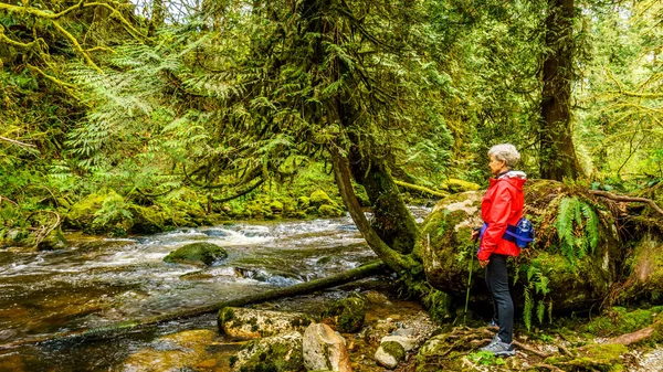 Γυναίκα κοιτάζοντας το γρήγορο ρέοντας Kanaka Creek, όταν πεζοπορία μέσα από το εύκρατο δάσος βροχής Kanaka Creek περιφερειακό πάρκο — Φωτογραφία Αρχείου