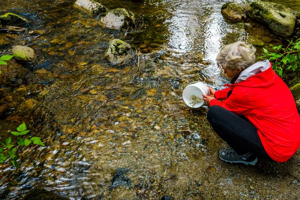 Woman releasing Chum fry into Kanaka Creek at the fish hatchery in Kanaka Creek Regional Park — Stock Photo, Image