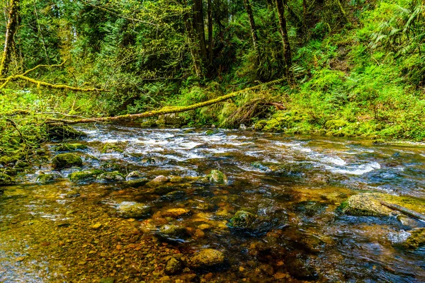 Kanaka Creek im gemäßigten Regenwald des Kanaka Creek Regionalparks — Stockfoto