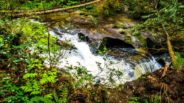 Kanaka Creek i den tempererade regnskogen av Kanaka Creek Regional Park — Stockfoto