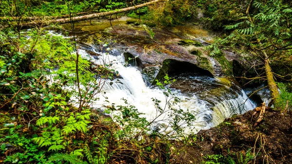 Kanaka Creek w umiarkowanych lasach tropikalnych Kanaka Creek Park Regionalny — Zdjęcie stockowe