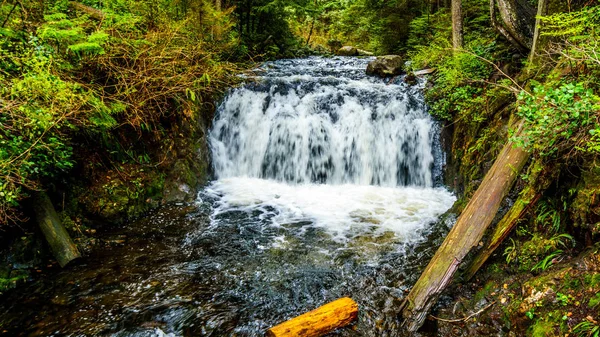 Górnej Rolley zakochuje się w umiarkowanych lasach tropikalnych Rolley Lake Provincial Park — Zdjęcie stockowe