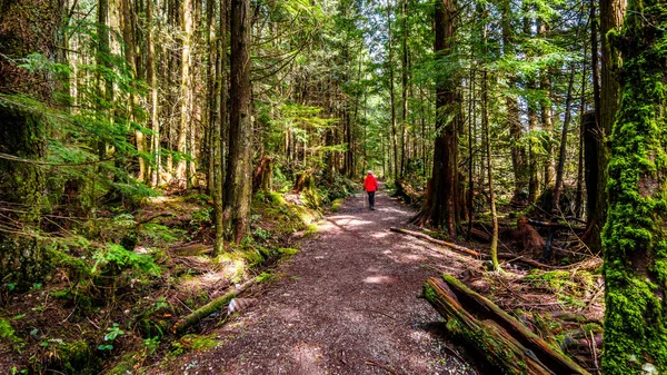 Escursione di una donna su un sentiero attraverso la foresta pluviale temperata del Rolley Lake Provincial Park — Foto Stock