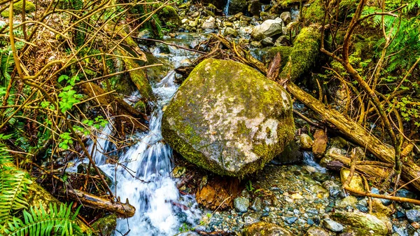 Creek in the temperate rain forest of Rolley Lake Provincial Park — Stock Photo, Image