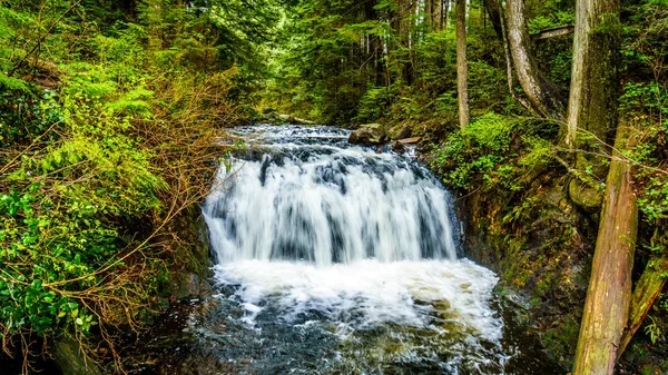 Górnej Rolley zakochuje się w umiarkowanych lasach tropikalnych Rolley Lake Provincial Park — Zdjęcie stockowe