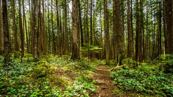 徒步穿过树木在温带雨林里的 Rolley 湖省立公园 — 图库照片