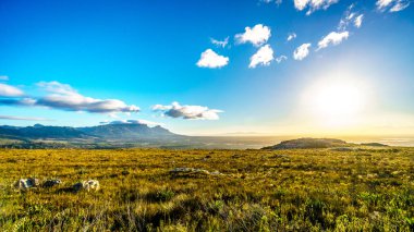 Western Cape Cape Town ve Masa Dağı Güney Afrika ile üzerinde gündoğumu