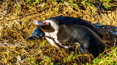 Kayalar plajda iç içe geçme penguenler. Boulder popüler tabiatı ve Afrika penguenleri kolonisi evine plajıdır