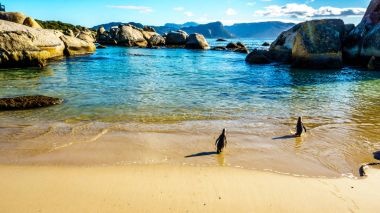 Kayalar Beach başlığı okyanus, penguenler. Boulder popüler tabiatı ve Afrika penguenleri kolonisi evine plajıdır