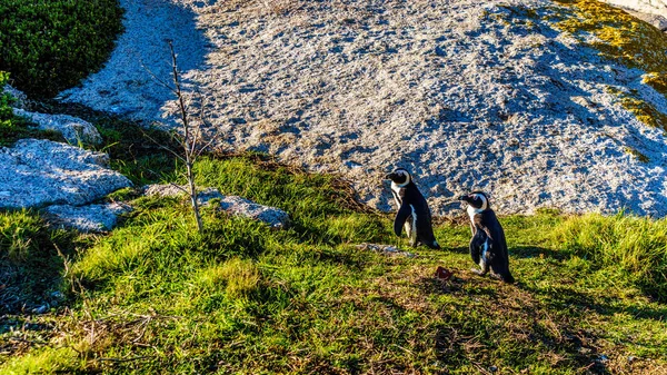 在大圆石滩的企鹅。博尔德海滩是最受欢迎的自然保护区和一个殖民地非洲企鹅的家 — 图库照片