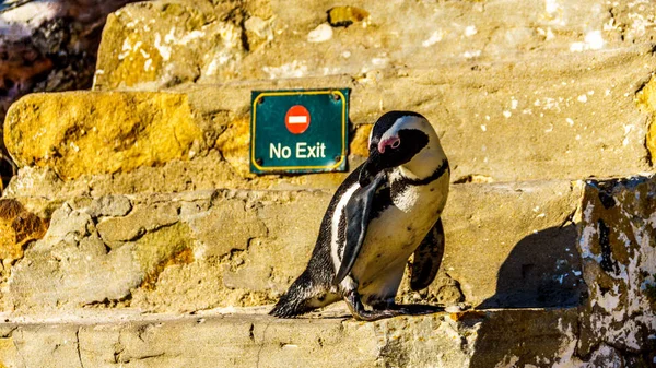 No Entry. Penguin looking to turn around and go down the stairs at Boulders Beach — Stock Photo, Image