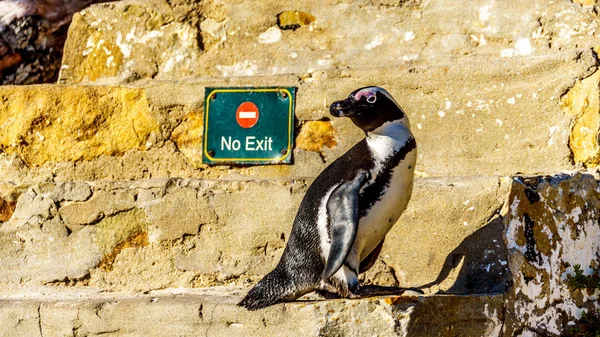 No Entry. Penguin looking to turn around and go down the stairs at Boulders Beach — Stock Photo, Image