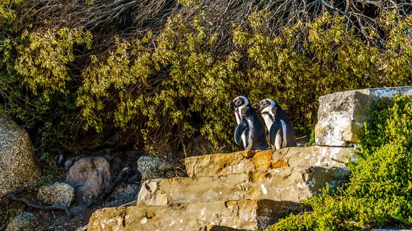 Pinguins querem descer as escadas em Boulders Beach. Boulder Beach é o lar de uma colônia de pinguins africanos — Fotografia de Stock