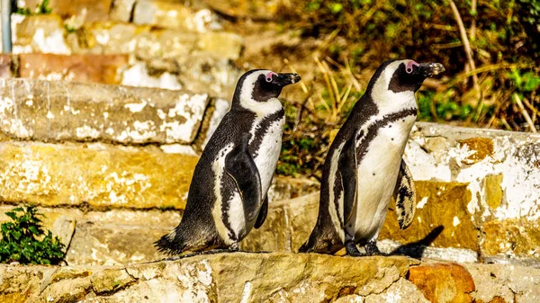 Penguins looking to go down the stairs at Boulders Beach. Boulder Beach is home to a colony of African Penguins — Stock Photo, Image