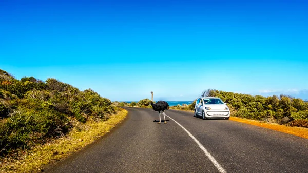 Ostrich on the road from Cape Point to Cape of Good Hope