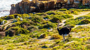 Pelerinli erkek devekuşu tabiatı Güney Afrika Cape Yarımadası üzerine gelin.