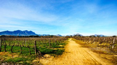 Stellenbosch Western Cape, Güney Afrika için şarap bölgesi üzüm bağları