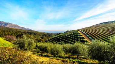 Stellenbosch tarihi şehirleri ve Franschhoek arasındaki Helshoogte yol boyunca dağlarla çevrili üzüm bağları ve zeytin bahçeleri