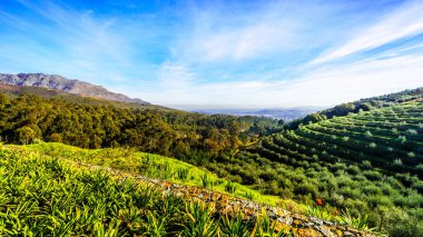 Stellenbosch tarihi şehirleri ve Franschhoek arasındaki Helshoogte yol boyunca dağlarla çevrili üzüm bağları ve zeytin bahçeleri