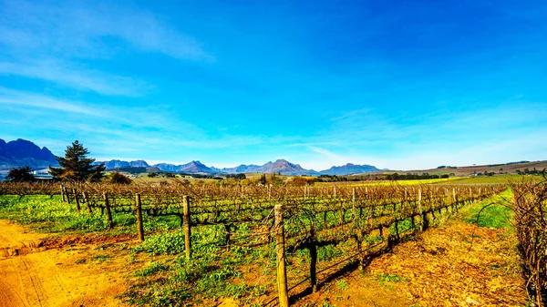 Vinhedos na região vinícola de Stellenbosch, na província do Cabo Ocidental da África do Sul — Fotografia de Stock