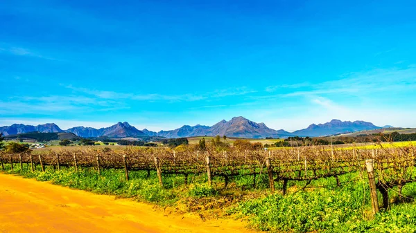 Wijngaarden in het wijngebied van Stellenbosch in de Western Cape van Zuid-Afrika — Stockfoto