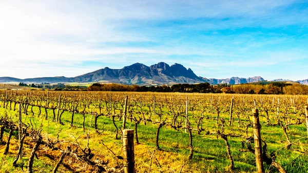 Vinhedos na região vinícola de Stellenbosch, no Cabo Ocidental da África do Sul — Fotografia de Stock