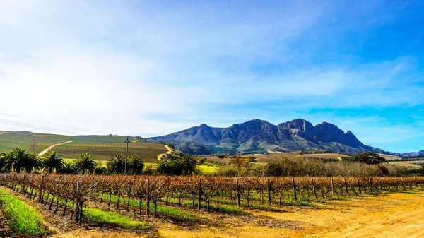 Wijngaarden in het wijngebied van Stellenbosch in de Western Cape van Zuid-Afrika — Stockfoto