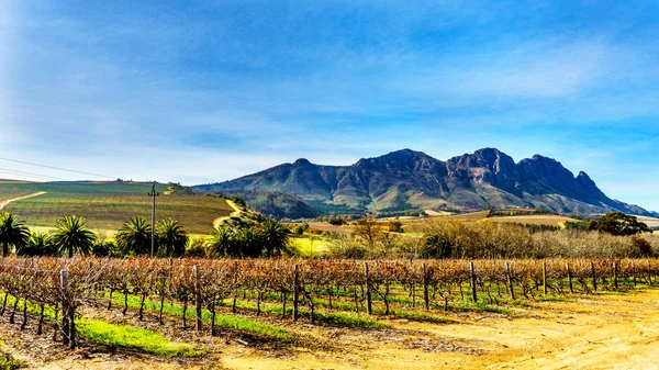 Viñedos en la región vinícola de Stellenbosch en el Cabo Occidental de Sudáfrica — Foto de Stock