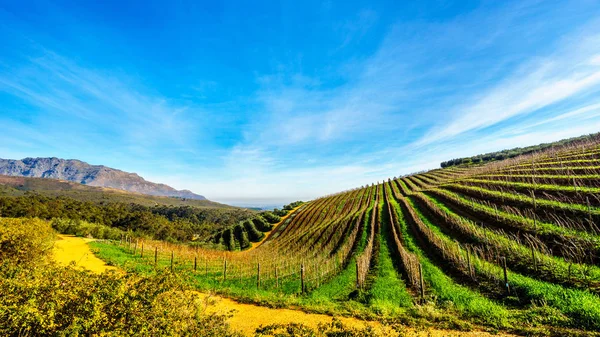 Olivais e vinhedos rodeados por montanhas ao longo da Estrada Helshoogte entre as cidades históricas de Stellenbosch e Franschhoek — Fotografia de Stock