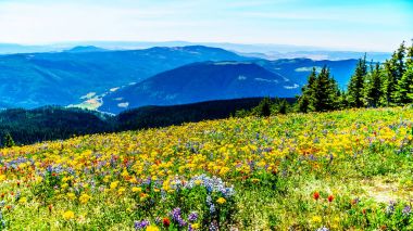 Sun Peaks village yakınındaki yüksek Alp dağlarında kır çiçekleri arasında hiking