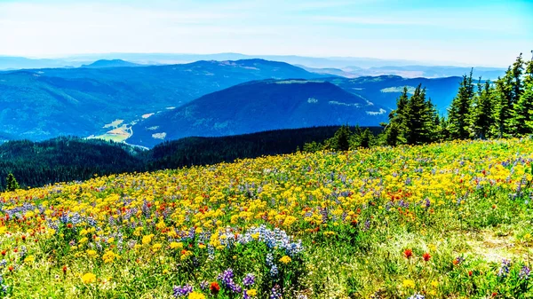 Sun Peaks village yakınındaki yüksek Alp dağlarında kır çiçekleri arasında hiking