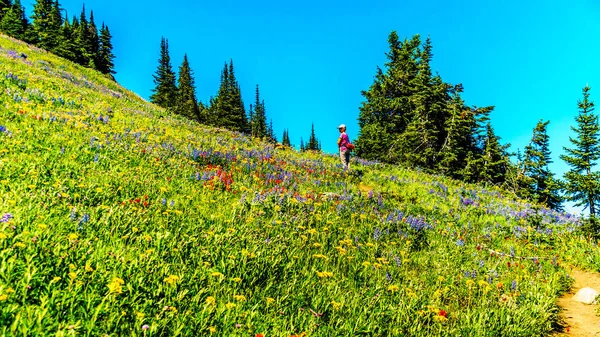Sun Peaks village yakınındaki yüksek Alp dağlarında kır çiçekleri arasında hiking