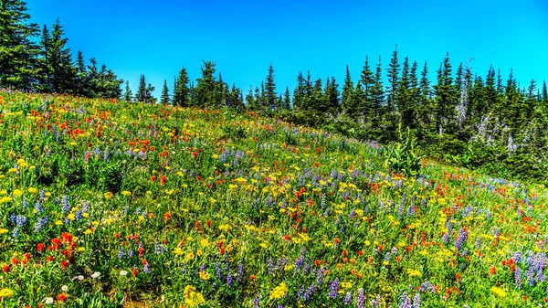 Caminhadas entre as flores silvestres nas altas montanhas alpinas perto da aldeia Sun Peaks — Fotografia de Stock