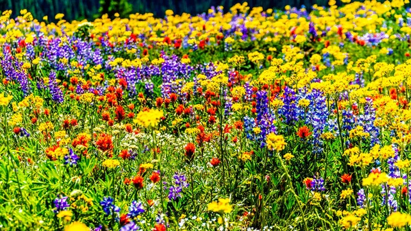 Una abundancia de flores silvestres en Juniper Ridge en la aldea Sun Peaks — Foto de Stock