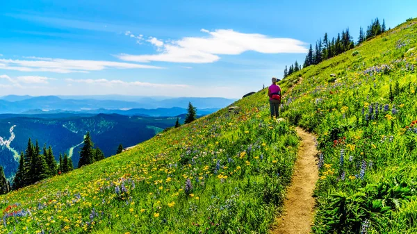 Kır çiçekleri yüksek arasında hiking kadın kıdemli Sun Peaks Village yakınındaki Alp