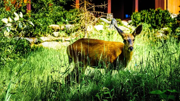 Cervi al pascolo nel cortile di un quartiere nel villaggio di Sun Peaks — Foto Stock