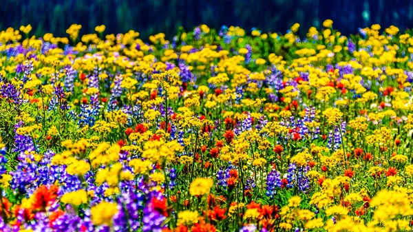 An abundance of wildflowers on Juniper Ridge at Sun Peaks village — Stock Photo, Image