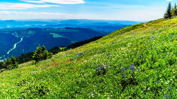 Escursioni tra i fiori selvatici nelle alte montagne alpine vicino al villaggio Sun Peaks — Foto Stock