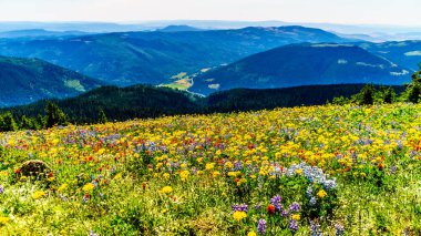 Hiking meadows ile kaplı yüksek çiçekler içinde Alp Sun Peaks köyü yakınlarında