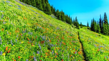 Hiking meadows ile kaplı yüksek çiçekler içinde Alp Sun Peaks köyü yakınlarında