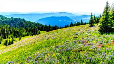Hiking meadows ile kaplı yüksek çiçekler içinde Alp Sun Peaks köyü yakınlarında